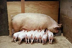 母猪养殖过程中遇到的六大问题及其应对方法
